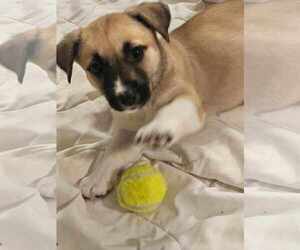 Pembroke Welsh Corgi Dogs for adoption in Princeton, MN, USA