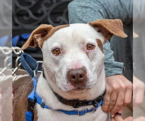 Labrador Retriever-Unknown Mix Dogs for adoption in Greenbelt, MD, USA
