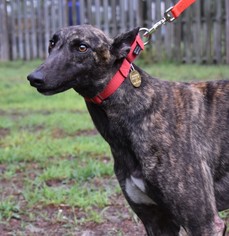 Medium Photo #1 Greyhound Puppy For Sale in Cherry Hill, NJ, USA