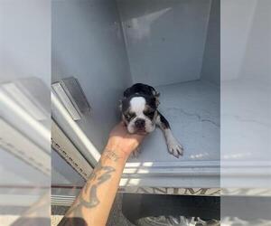French Bulldog Dogs for adoption in Houston, TX, USA