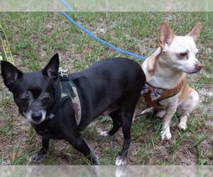Chihuahua Dogs for adoption in Melrose, FL, USA