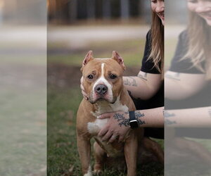 American Bulldog-Unknown Mix Dogs for adoption in Belleville, IL, USA