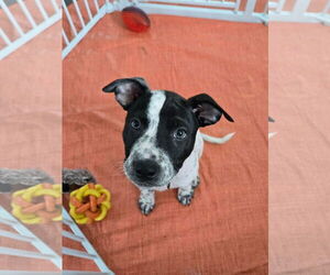 American Pit Bull Terrier-Unknown Mix Dogs for adoption in New London, WI, USA