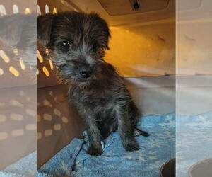 Mutt Dogs for adoption in Grafton, WI, USA