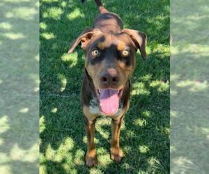 Doberman Pinscher Dogs for adoption in Riverside, CA, USA