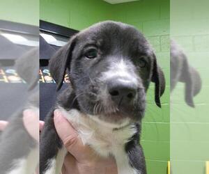Great Pyrenees-Unknown Mix Dogs for adoption in Temple, TX, USA