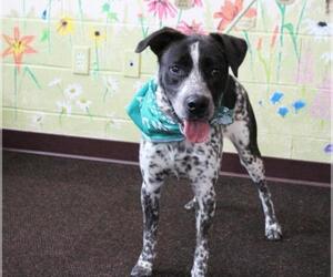 Pointer Dogs for adoption in Waynesboro, PA, USA