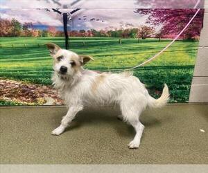 Mutt Dogs for adoption in Moreno Valley, CA, USA