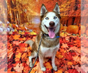 Siberian Husky Dogs for adoption in Long Beach, CA, USA