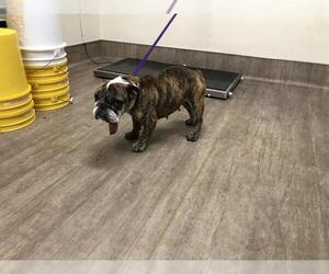 French Bulldog-Unknown Mix Dogs for adoption in Pasadena, CA, USA