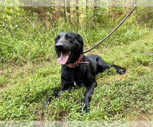 Labrador Retriever-Unknown Mix Dogs for adoption in Sparta, TN, USA