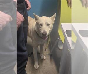 Siberian Husky Dogs for adoption in Houston, TX, USA