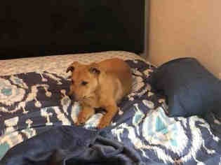 Medium Photo #1 Borador Puppy For Sale in Waco, TX, USA