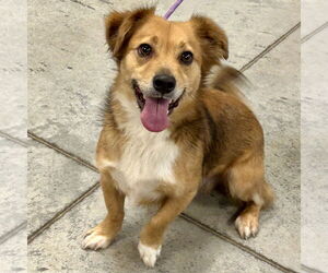 Dorgi Dogs for adoption in Batavia, OH, USA