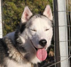 Alaskan Husky Dogs for adoption in Alamogordo, NM, USA
