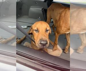 Mutt Dogs for adoption in Pearland, TX, USA