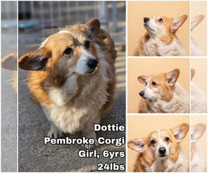 Pembroke Welsh Corgi Dogs for adoption in Seattle, WA, USA