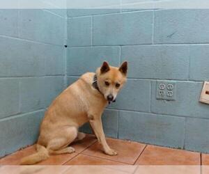 Mutt Dogs for adoption in Downey, CA, USA