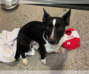 Chihuahua Dogs for adoption in Redwood City, CA, USA