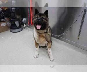 Akita Dogs for adoption in Fairbanks, AK, USA