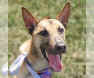 Mutt Dogs for adoption in San Antonio, TX, USA