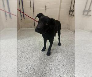 Labrador Retriever Dogs for adoption in Conroe, TX, USA
