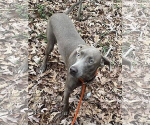 Unknown-Weimaraner Mix Dogs for adoption in Rockaway, NJ, USA
