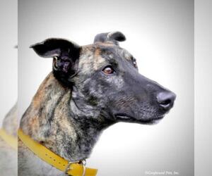 Medium Photo #1 German Shepherd Dog-Greyhound Mix Puppy For Sale in Woodinville, WA, USA
