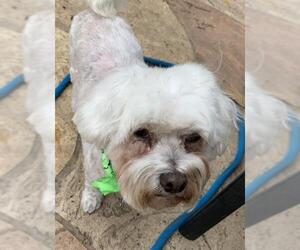 Bichon Frise Dogs for adoption in Spring, TX, USA