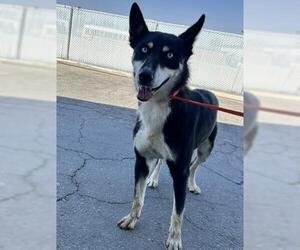 Siberian Husky Dogs for adoption in Bakersfield, CA, USA