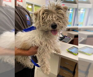 Mutt Dogs for adoption in Rancho Cucamonga, CA, USA