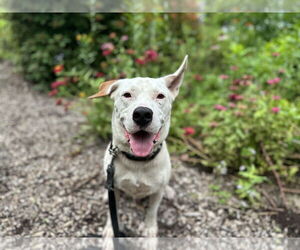 American Pit Bull Terrier-Unknown Mix Dogs for adoption in Melrose, FL, USA