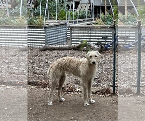 Irish Wolfhound Dogs for adoption in Dana Point, CA, USA