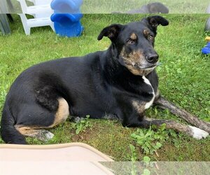 Mutt Dogs for adoption in Essex, VT, USA