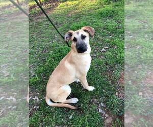 Anatolian Shepherd-Great Dane Mix Dogs for adoption in Lindale , TX, USA
