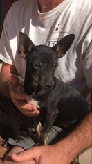 Medium Photo #1 Chihuahua Puppy For Sale in Goodyear, AZ, USA