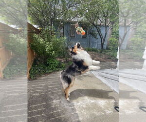 Australian Shepherd Dogs for adoption in Aurora, IN, USA