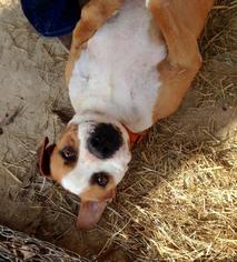 Bulloxer Dogs for adoption in Lexington, SC, USA