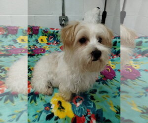 Maltese-Unknown Mix Dogs for adoption in York, SC, USA
