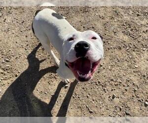 American Bulldog Dogs for adoption in Brighton, CO, USA