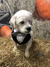 Medium Photo #1 Lhasa Apso-Unknown Mix Puppy For Sale in Shakopee, MN, USA
