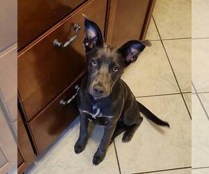 American Pit Bull Terrier-German Shepherd Dog Mix Dogs for adoption in Shermans Dale, PA, USA