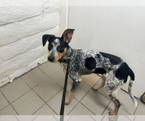 Australian Cattle Dog-Parson Russell Terrier Mix Dogs for adoption in Santa Barbara, CA, USA