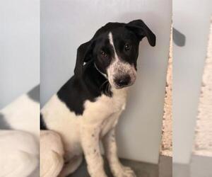 Great Pyrenees-Unknown Mix Dogs for adoption in Visalia, CA, USA