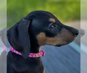 Doberman Pinscher-Unknown Mix Dogs for adoption in Minneaoplis, MN, USA