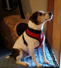 Jack Russell Terrier Dogs for adoption in Clatskanie, OR, USA