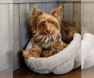 Mutt Dogs for adoption in St. Louis Park, MN, USA