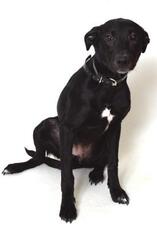 Sheprador Dogs for adoption in Fruit Heights, UT, USA