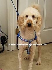 Goldendoodle Dogs for adoption in Hedgesville, WV, USA
