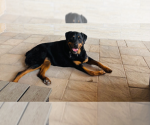 Rottweiler Dogs for adoption in Gilbert, AZ, USA